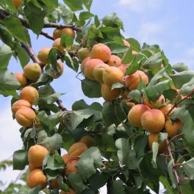 Flavor Giant Apricot Tree