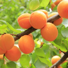 A loaded Hungarian Rose Apricot Tree