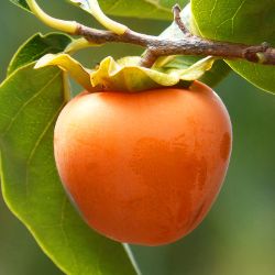 Hachiya Asian Persimmon Fruit