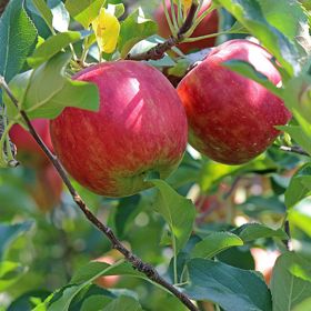 Early Fuji Apple Tree