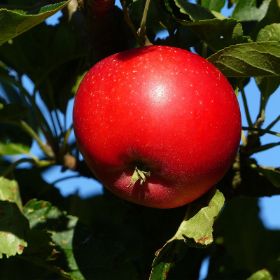 Starkspur® Red Delicious Apple Tree - Stark Bro's