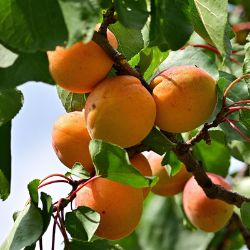 Puget Gold Apricot Tree