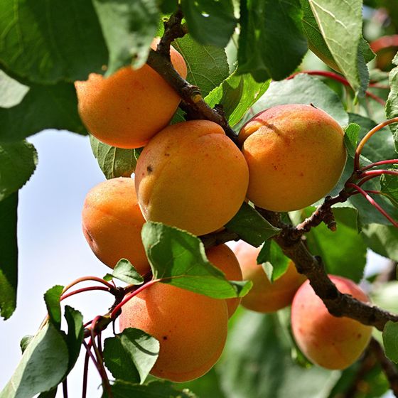 Puget Gold Apricot Tree