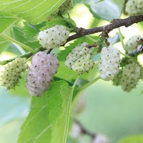Sweet Lavender Mulberry in bloom