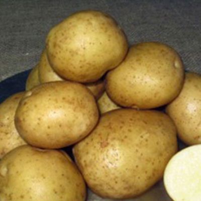 Keuka Gold Seed Potato