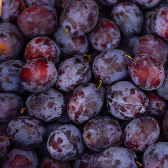 Simka Plum harvest