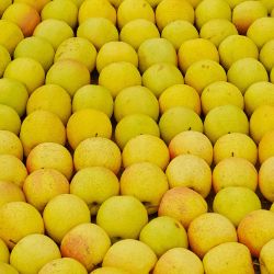 Photo of Chehalis Apple