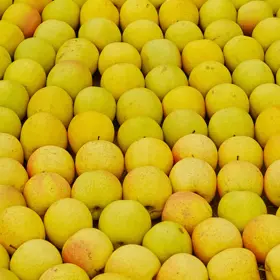 Chehalis Apple Tree harvest