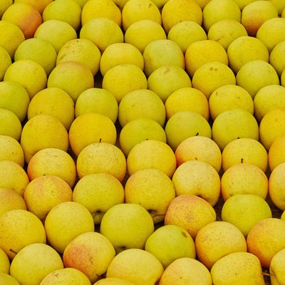 Chehalis Apple Tree harvest