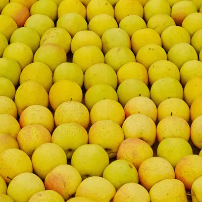 Chehalis Apple Tree harvest