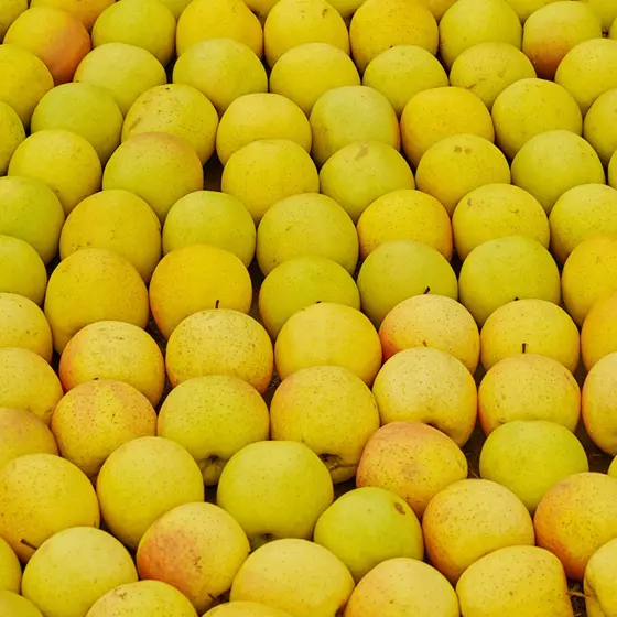 Chehalis Apple Tree harvest