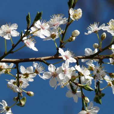 Autumn Brilliance® Serviceberry tree in bloom
