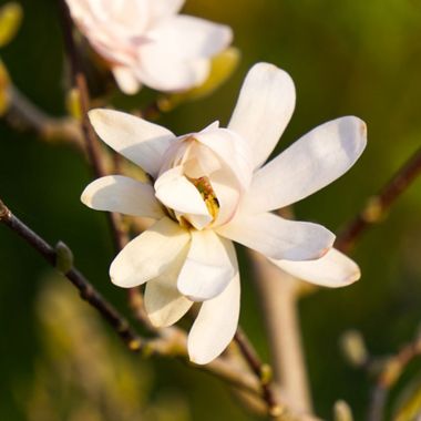 Sweetbay Magnolia Tree blossoms