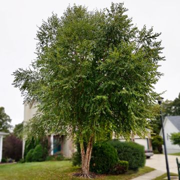 Heritage® Birch Tree in front yard