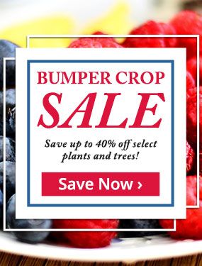 Save up to 40% on select plants and trees!