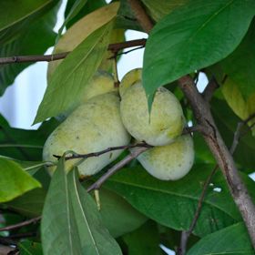 Sunflower Pawpaws