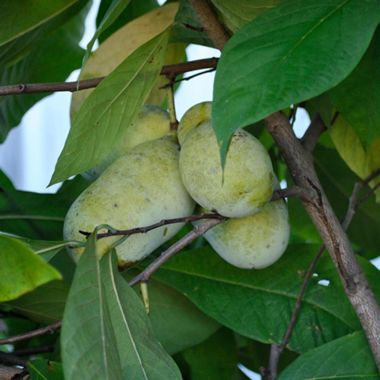 Sunflower Pawpaws