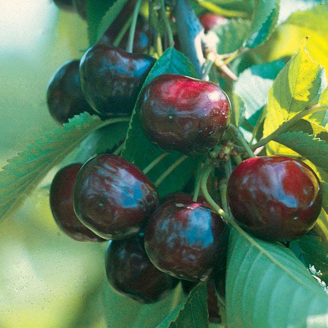 Regina Sweet Cherry Cherry Trees Stark Bro S