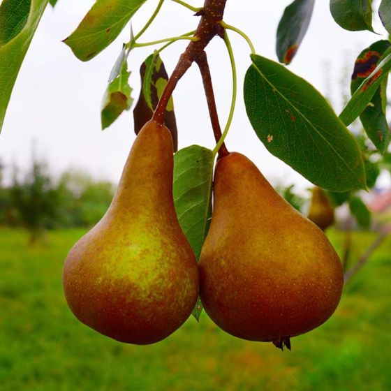 Golden Russet Bosc Pears Ripening