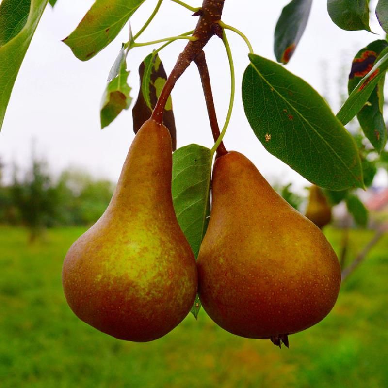 Dwarf Bosc Pear Tree - Cinnamon brown pears are some of the sweetest a –  Online Orchards