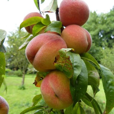 Springcrest Peach Tree