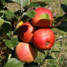 Macoun Apples ripening