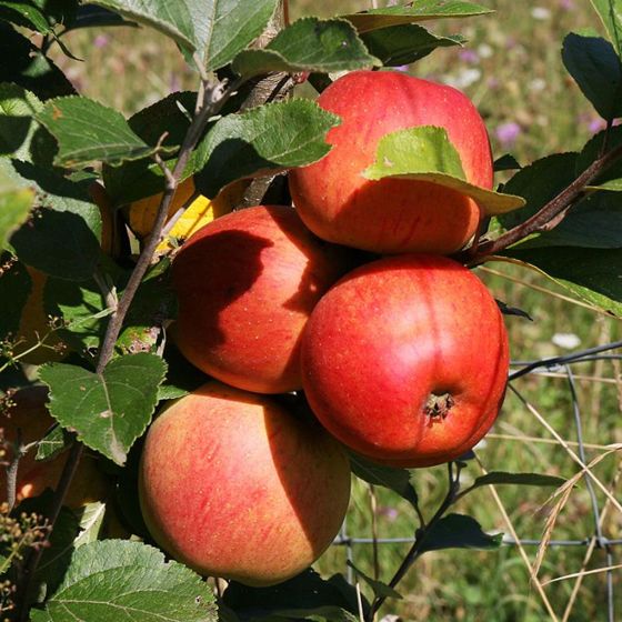 Honeycrisp Apple Trees - Stark Bros