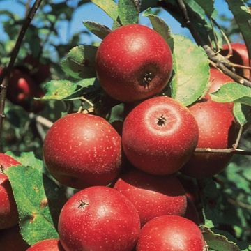 Photo of Winesap apple tree.