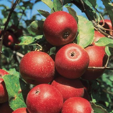 Photo of Winesap apple tree.