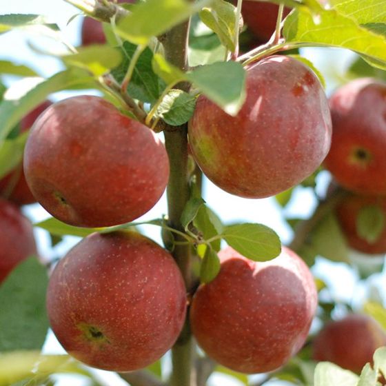 Empire Apples ripening