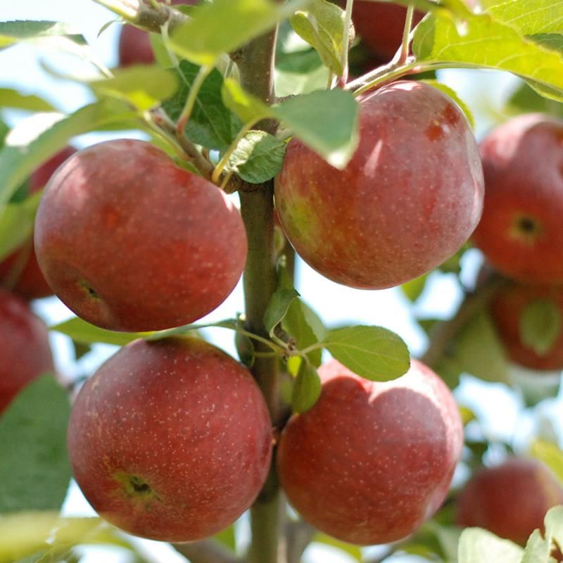 Empire Apple Tree Stark Bro’s