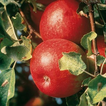 Cortland Apples growing