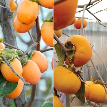 Double Play Asian Persimmon Tree Collection
