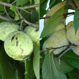 Perfect Pawpaw Tree Collection