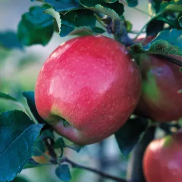 Pink Lady® Apple Tree