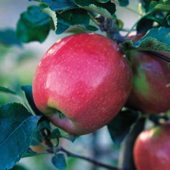 Organic Pink Lady Apples, 4 lbs.