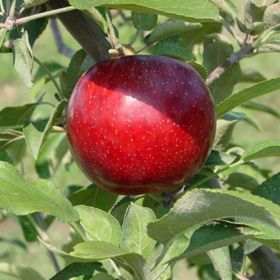 Royal Empire™ Apple Tree