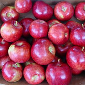 Royal Empire™ Apple harvest