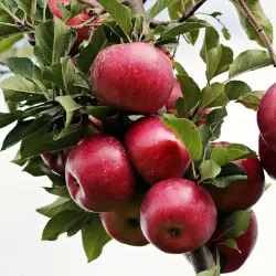 Liberty Apple Tree loaded with fruit