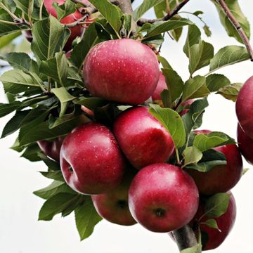 Liberty Apple Tree loaded with fruit