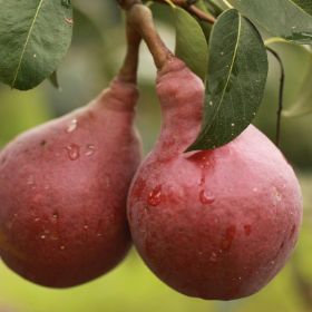 Red Clapp's Pear Tree with reddish fruit