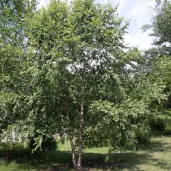 Heritage® Birch Tree