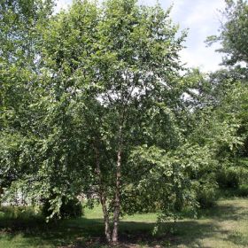 Heritage® Birch Tree