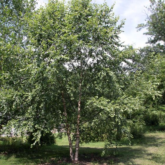 Heritage® Birch Tree - Stark Bro's