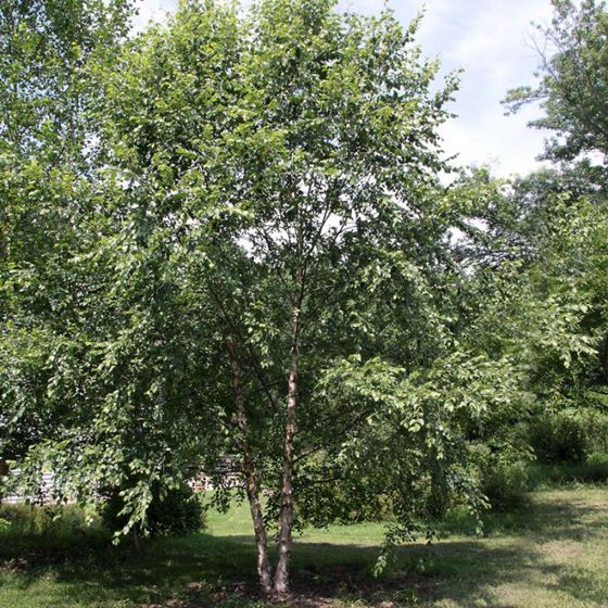 River Birch  Direct Native Plants