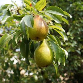 Shenandoah Pear Tree