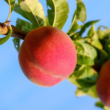 Spring Snow Peach ripening