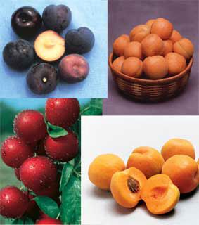 Photo of Plumcot-Aprium Assortment
