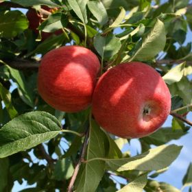 Liberty Apple Tree – Morse Nursery