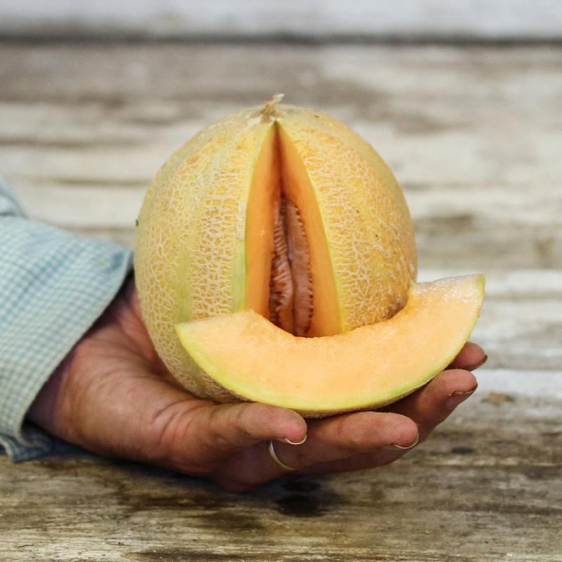 Minnesota Midget Melon Seed Stark Bro’s